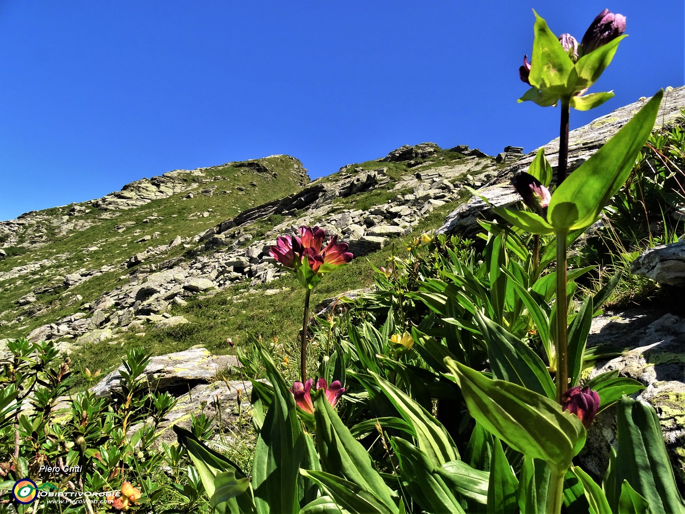 55 In ripida salita  verso il Monte Tartano con Gentiana Punctata e Purpurea.JPG